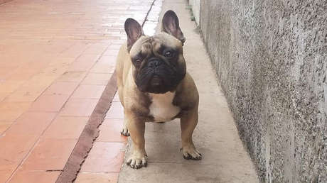 "¡Devuelvan a Putin!": Protesta en Bolivia para que aparezca un perro robado (VIDEO)
