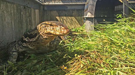 FOTOS: Capturan en Florida al enorme varano que tuvo en 'shock' a una comunidad durante meses 