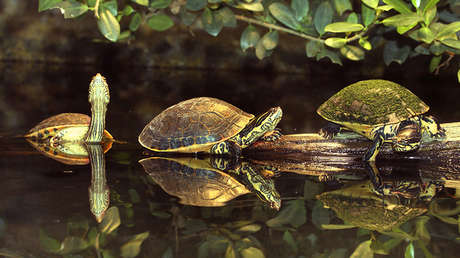 Dos cabezas, seis patas y un caparazón: Jicoteas siamesas se convierten en atracción en Cuba (FOTOS)