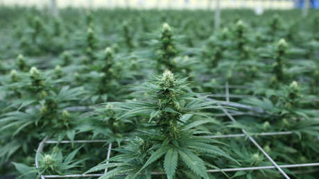 Un policía se droga con chocolate con cannabis robado durante una redada