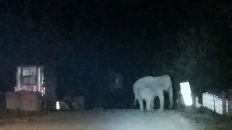 Un elefante se desmanda y la Policía de Nueva York le echa una mano (FOTOS)