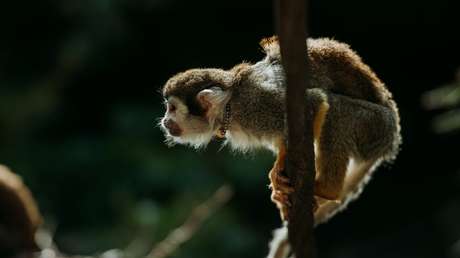 VIDEO: Un mono 'escapa de Brasil' cruzando a nado la frontera natural con Bolivia