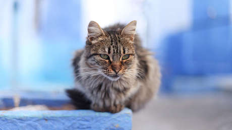 Marruecos: Un turista muere al ser mordido por un gato