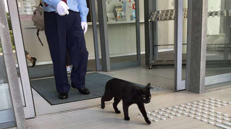 Gatos japoneses llevan dos años intentando entrar en un museo (VIDEOS, FOTOS)