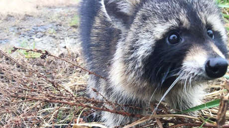 No era rabia: Mapaches borrachos causan pánico en EE.UU. al comerse una manzana de más