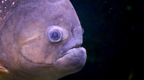 Hallan primera evidencia de contaminación plástica en peces del Amazonas (y es casi omnipresente)