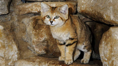 Los gatitos más tiernos e 'invisibles' del mundo: Graban felinos del desierto en el Sáhara (VIDEO)