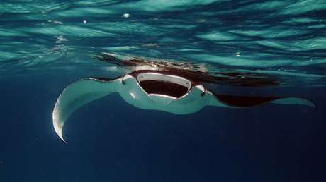 Una raya mata de un aguijonazo a un bañista en una playa de Australia