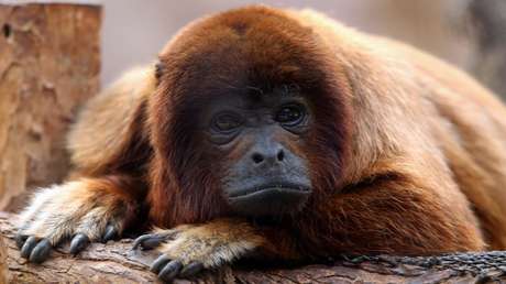 Un mono le arranca parte del cuero cabelludo a una niña de un año en Brasil (FOTO)