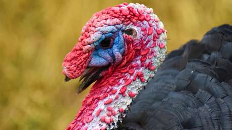 "Armado y delicioso": La Policía busca a un pavo que persiguió un coche patrulla en EE.UU. (VIDEO) 