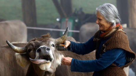 ¿Vacas con cuernos o sin ellos? Suiza dividida en dos