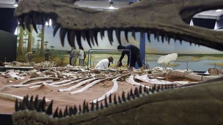 Una llamada materna conduce a un paleontólogo al histórico hallazgo de un dinosaurio único