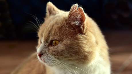 VIDEO: Gato lucha contra el hielo para intentar apresar a un pez atrapado en un estanque congelado