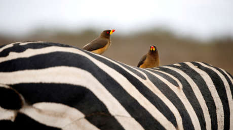 Del fuego a las fronteras: Las mejores fotos que nos regaló el mundo esta semana