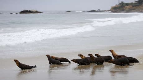 FOTO: Leones marinos mutilados y cargados de balas quedan varados en las costas de Washington 