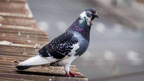 Una paloma con el ala fracturada llega por sí misma a una clínica veterinaria en Rusia