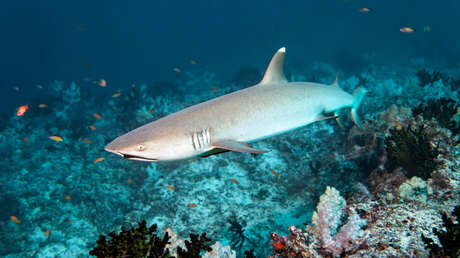 "Sentí el crujido de mi cabeza": Un hombre relata cómo sobrevivió al ataque de un tiburón (VIDEO)