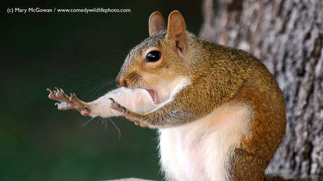 Tango de lagartos y una ardilla asombrada: Las fotos de animales más divertidas de 2018