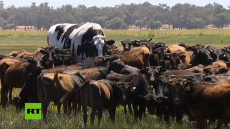 Casi tan alto como Michael Jordan, el buey Knickers fascina a Australia (VIDEO)