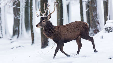 VIDEO: Dramático rescate de un ciervo que no puede salir de un lago helado en EE.UU.