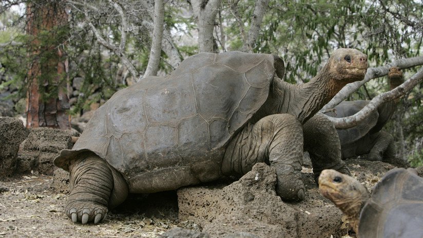 Hallan en el genoma de dos tortugas gigantes claves para combatir el envejecimiento y el cáncer