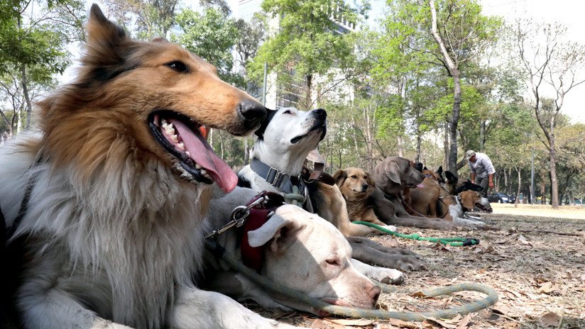 Torturas, abusos sexuales o abandonos: México busca proteger a los animales en su Constitución