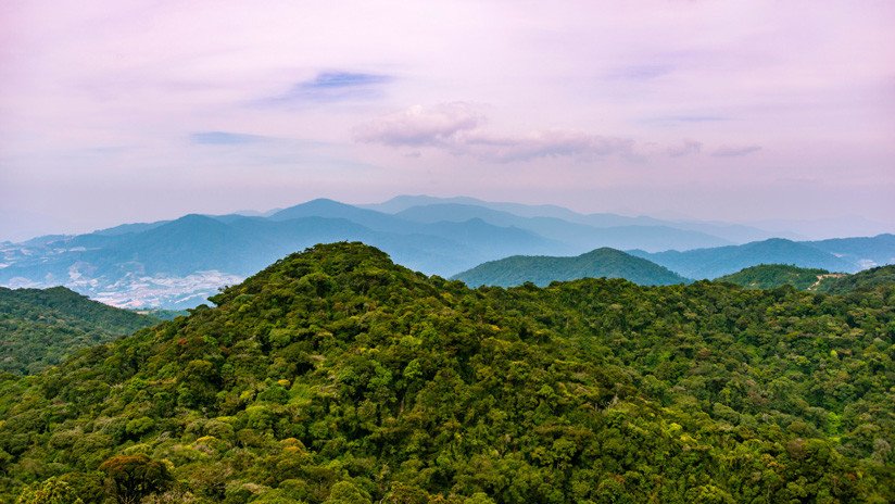 IKEA replanta 3 millones de árboles y recupera una selva arrasada por la deforestación