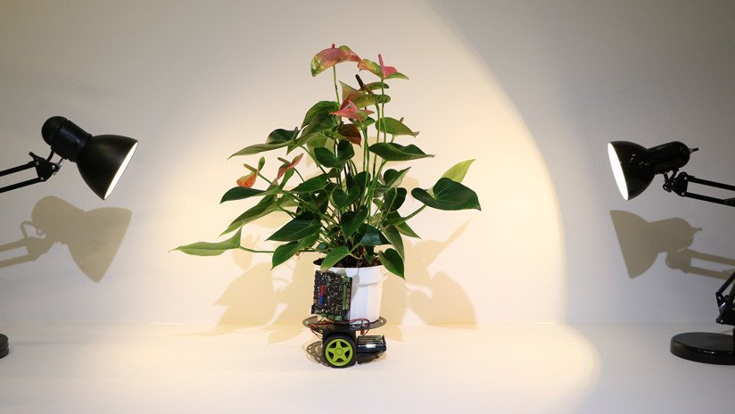 VIDEO: Crean una planta-robot capaz de desplazarse en busca de luz