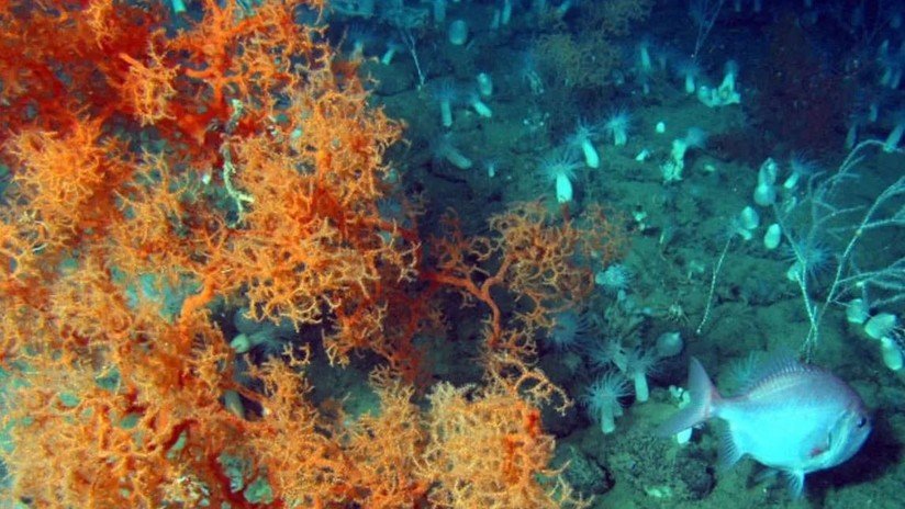 Calentamiento global repentino causó la mayor extinción de la Tierra