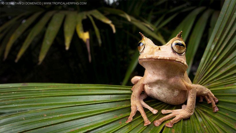 'Resucita' en Ecuador una rara rana de la Lista Roja de Especies Amenazadas (VIDEO)
