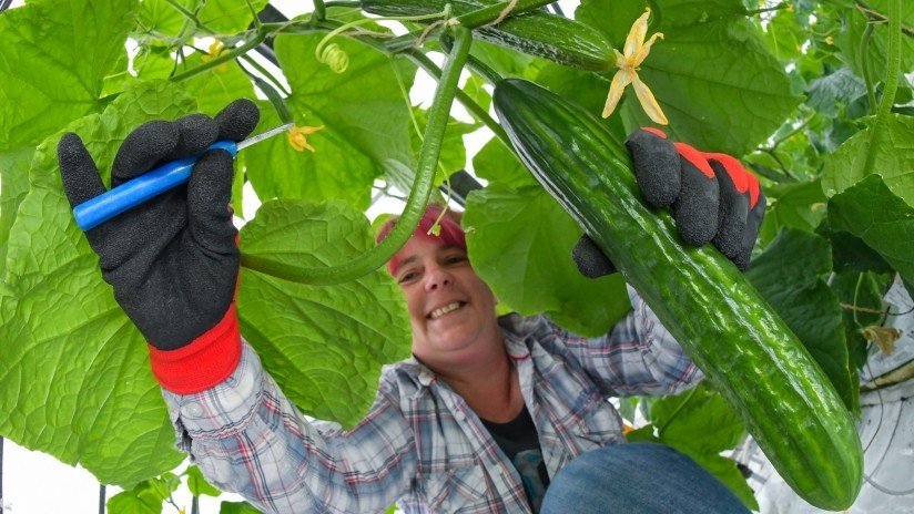 Nuevo triunfo de la inteligencia artificial: Pepinos 'cultivados' por Microsoft ganan concurso