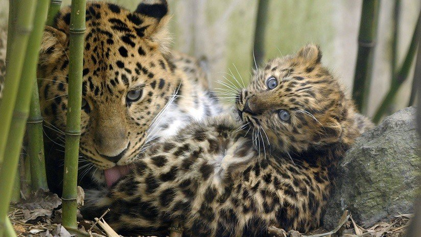 VIDEO: Cámaras ocultas graban a unos leopardos en el Lejano Oriente ruso