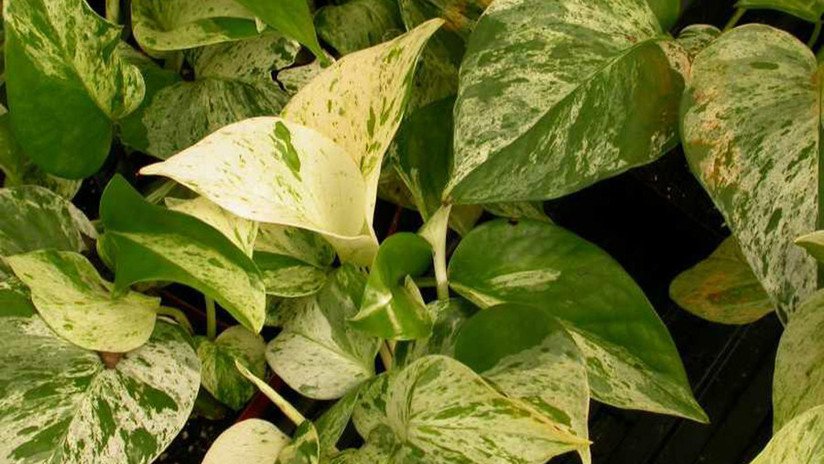 Genes de conejo ayudan a una planta a purificar mejor el aire