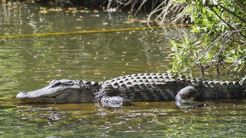 Un caimán gigante acecha a unos buzos pero acaba siendo capturado