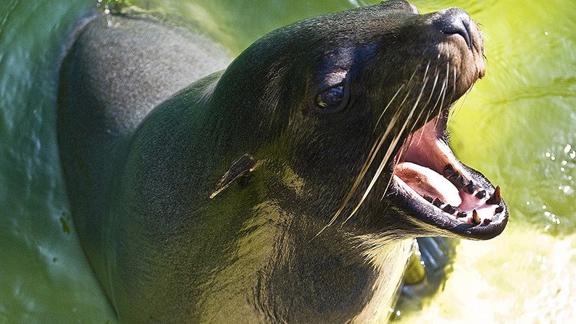 VIDEO: Un león marino advierte a turistas de las islas Galápagos que elijan otra mesa de picnic