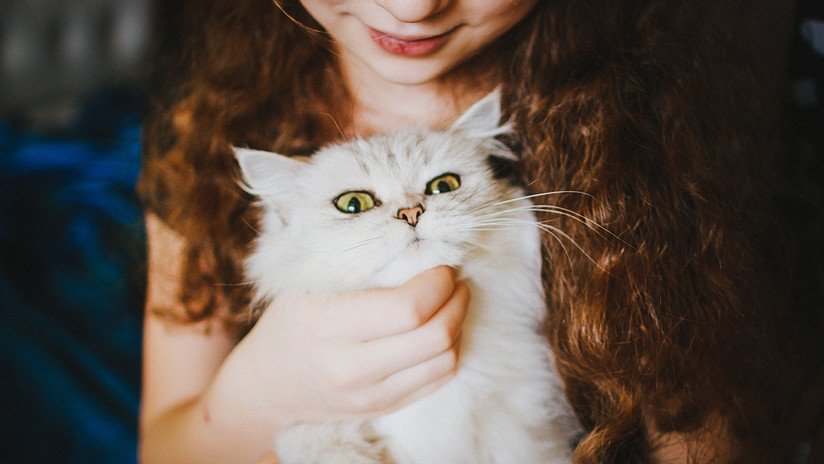 Milagro navideño: Una gata vuelve al hogar del que huyó hace 14 años (VIDEO)