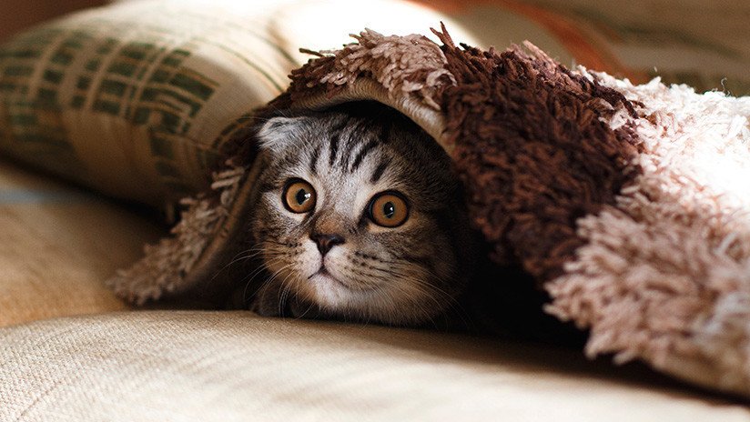 FOTOS: Gatos que no quieren ir al veterinario dan una 'masterclass' sobre cómo evitarlo