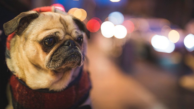 VIDEO: Un perrito encerrado en un camión toca la bocina con impaciencia para llamar a su dueño