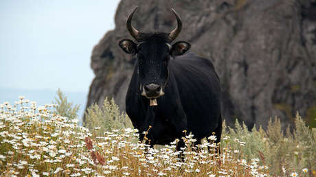 Aparece en Canadá el 'hermano mayor' de Knickers, el 'Michael Jordan' bovino