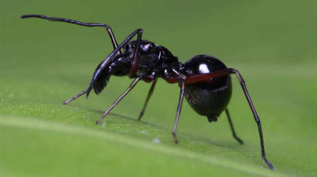 Descubren una especie de arañas que alimenta a sus crías con leche