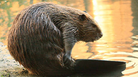 VIDEO: Una pareja de castores 'sale de compras'