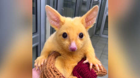 FOTO: Hallan un 'Pikachu de la vida real' con un asombroso parecido al personaje de Pokémon