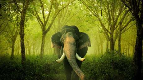 VIDEO: Un elefante salvaje enfurecido ataca una zona residencial 