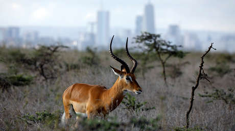 Vida salvaje, sabana tropical y rascacielos: El parque nacional de Nairobi en imágenes