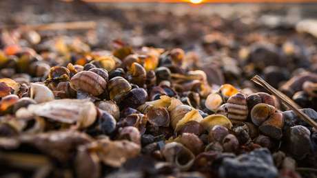 Una artista trabaja unos 15 años en una obra con mejillones sin saber que la estaba matando 