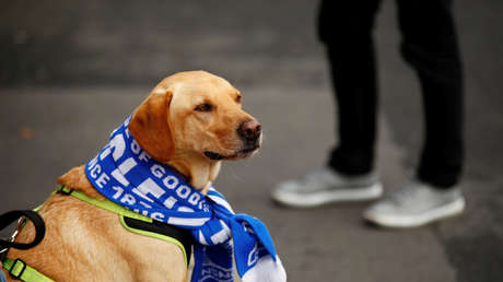 VIDEO VIRAL: Un perro 'arquero' irrumpe en el campo en pleno partido de fútbol y evita un gol