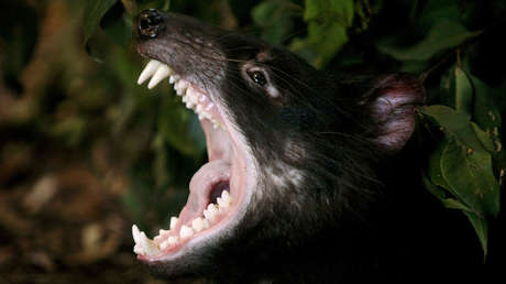 Los genes de este animal producen regresión de tumores en humanos y otros mamíferos