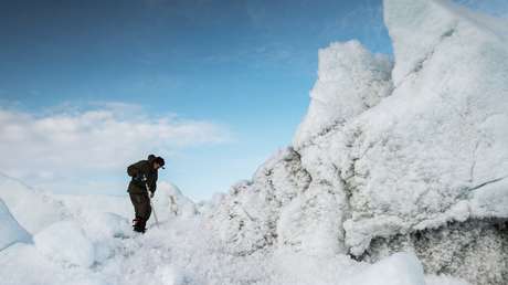 "Un hallazgo único": Encuentran huellas de bosques de plataneros y magnolios en el Ártico (FOTOS)