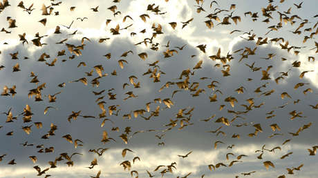 Miles de cadáveres y olor insoportable: Australia sufre una 'lluvia' de murciélagos muertos