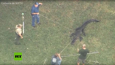 VIDEO: Un cocodrilo ataca a un anciano y lo atrapan con una zapatilla entre sus mandíbulas
